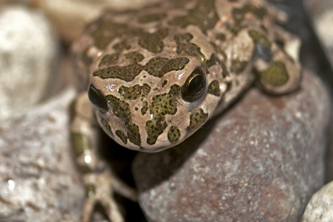 Brauner Frosch Im Garten à Unterschied Frosch Und Kröte