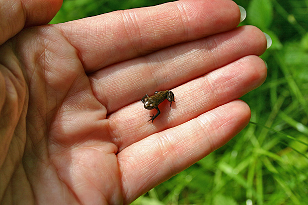 Brauner Frosch Im Garten dedans Unterschied Frosch Und Kröte