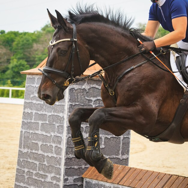 Cheval Gris Pommelé Qui Saute – Photo De Cheval Noir Qui tout Coloriage Cheval Qui Saute Un Obstacle