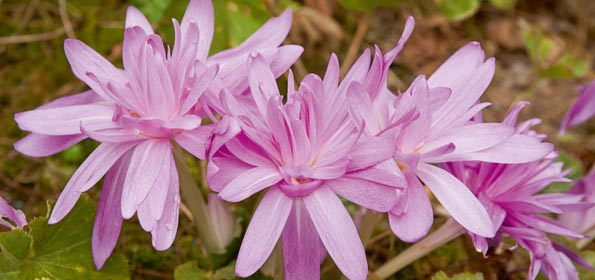 Colchiques, Floraison Automnale. Bulbes De Gros Calibres À serapportantà Colchique Dans Les Prés Paroles