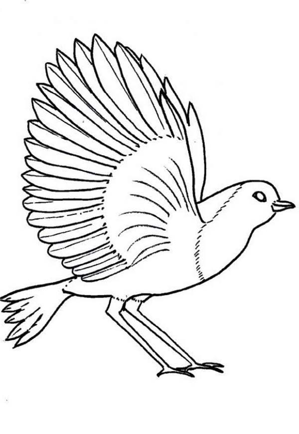 Coloriage Ailes D'Oiseau À Imprimer Sur Coloriages serapportantà Oiseau À Colorier