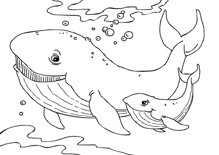 Coloriage Baleines – Coloriages Gratuits À Imprimer pour Dessin De Baleine Facile