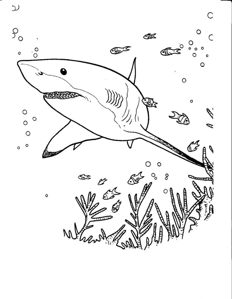 Coloriage De Requin À Colorier Pour Enfants – Coloriage De serapportantà Dessin De Requin Facile