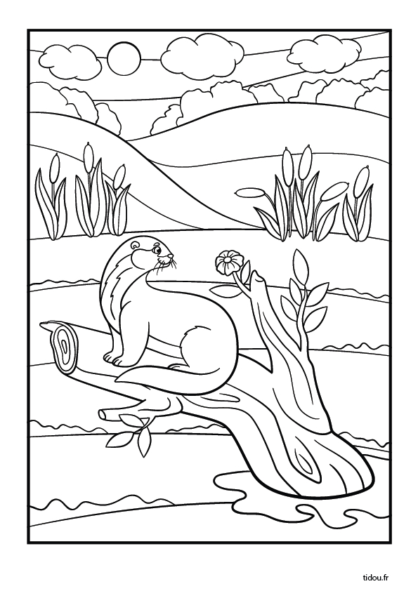 Coloriage D'Une Loutre – Tidou.fr intérieur Coloriage Amphinobi À Imprimer