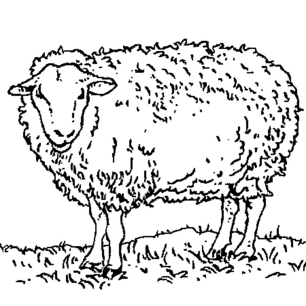 Coloriage Mouton En Ligne Gratuit À Imprimer encequiconcerne Masque Mouton À Imprimer