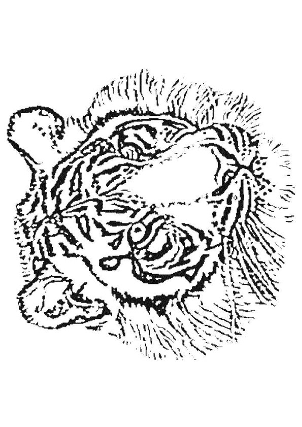 Coloriage Tête De Tigre Au Crayon Dessin Gratuit À Imprimer tout Dessiner Tigre Facile