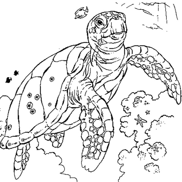 Coloriage Tortue Mer En Ligne Gratuit À Imprimer avec Coloriage Samy La Tortue