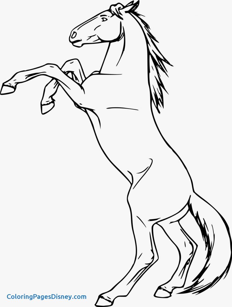 Coloriages À Imprimer : Cheval, Numéro : Cff324C avec Coloriage Cheval Dressage