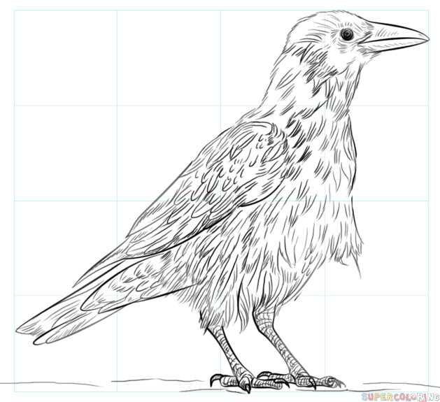 Comment Dessiner Illustration Le Corbeau Et Le Renard intérieur Comment Dessiner Un Corbeau Facile