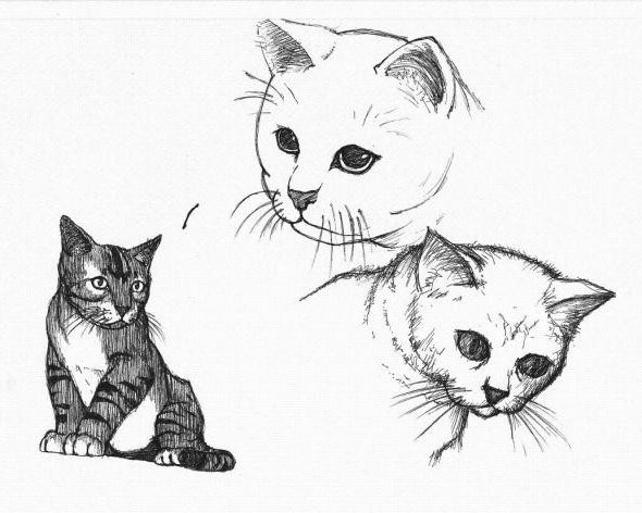 Comment Dessiner Un Chat Sur Stage De Dessin Gratuite à Tete De Chat Dessin