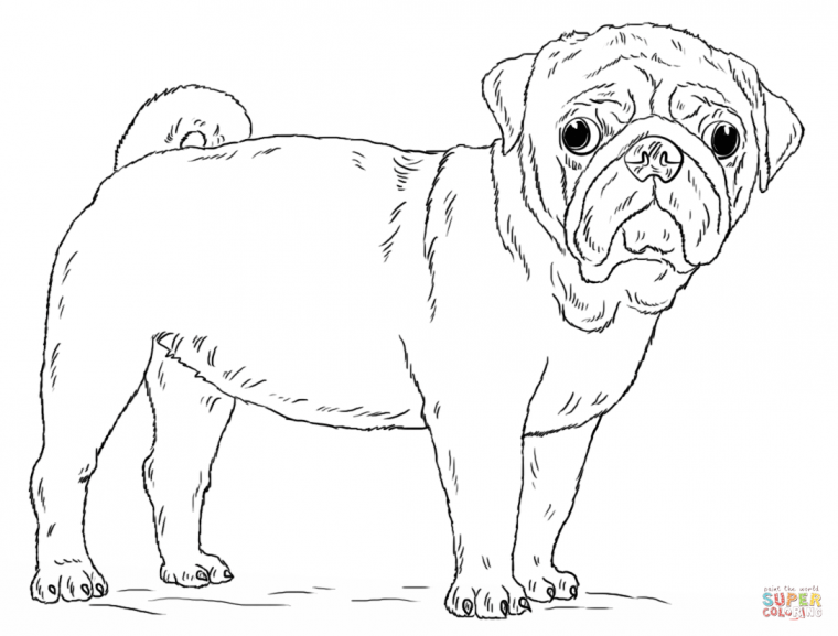 pug coloring pages