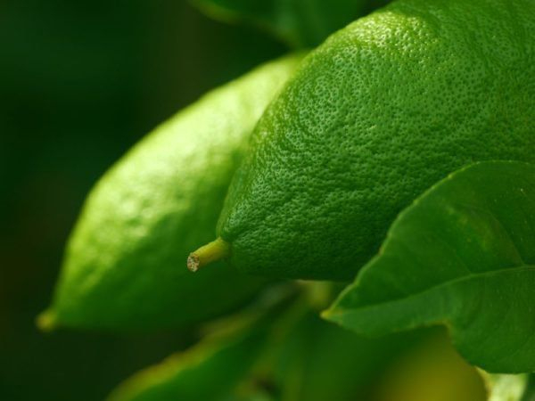 Den Zitronenbaum Düngen Und Richtig Pflegen – Weniger Ist avec Zitrone Obst Oder Gemüse