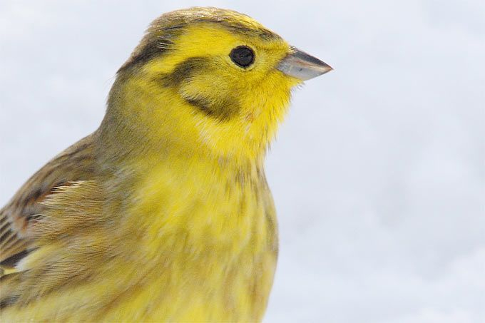 Der Einprägsame Gesang Des Goldammermännchens, Den Der tout Einheimische Vögel Im Winter