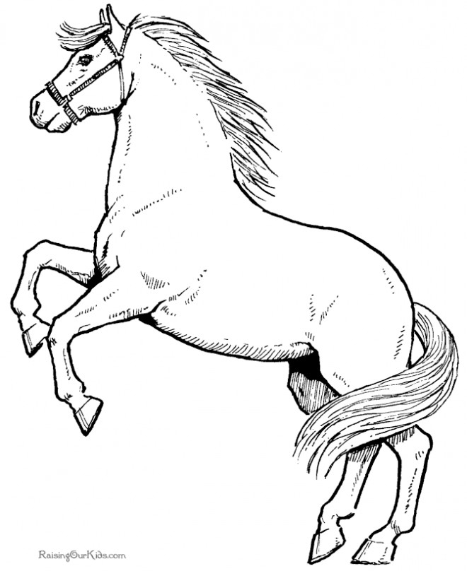 Dessin A Imprimer De Cheval Qui Saute – Bostonsalsa tout Coloriage De Cheval Qui Saute Un Obstacle À Imprimer