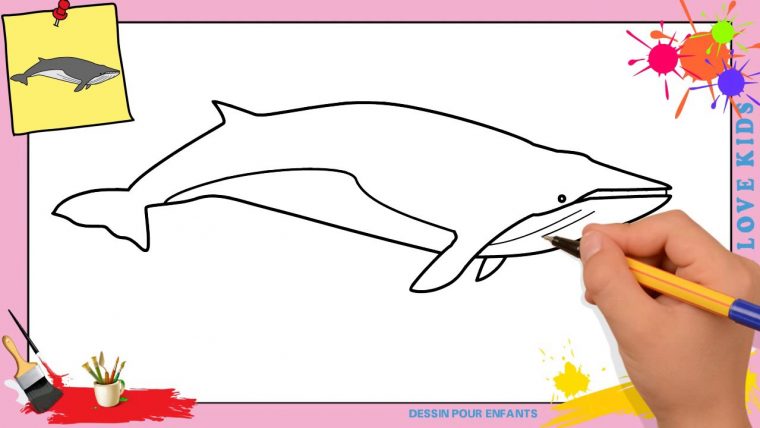 Dessin Baleine Facile – Comment Dessiner Une Baleine avec Comment Dessiner Un Avion Facilement