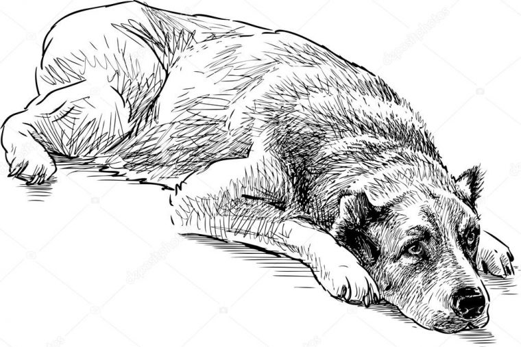 Dessin De Chien Couche – Les Dessins Et Coloriage destiné Dessin Chien Assis Facile