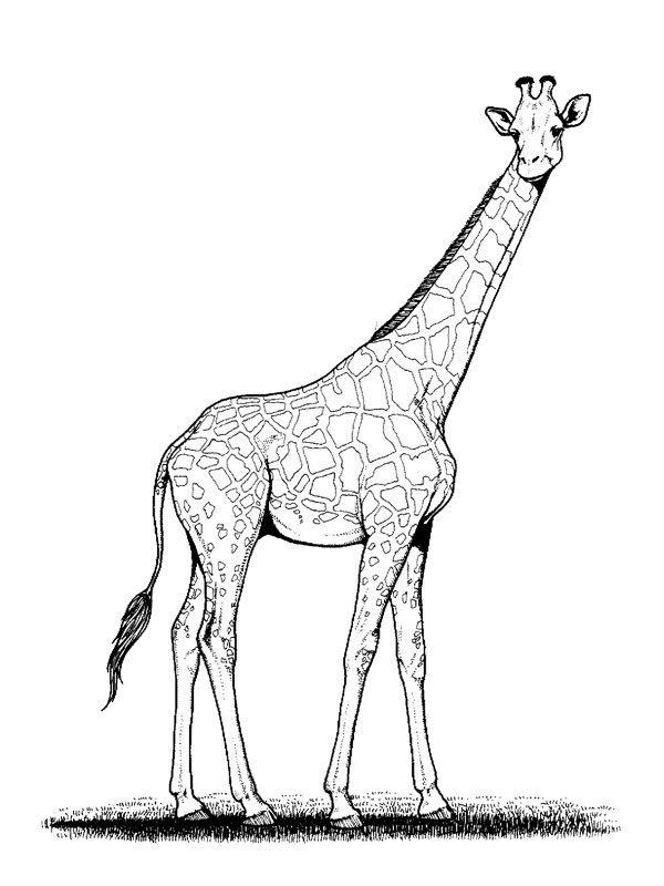 Dessin De Girafe – Les Dessins Et Coloriage destiné Girafe Dessin Facile