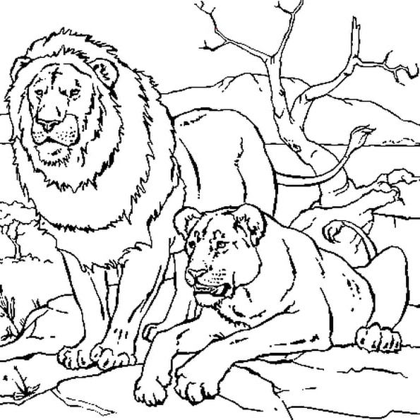 Dessin Lionceau Cool Photographie Lion Et Lionne Coloriage encequiconcerne Coloriage Lionceau