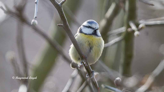 Die Blaumeise – Artensteckbrief Brut Biologie – Photography dedans Die Blaumeise Steckbrief