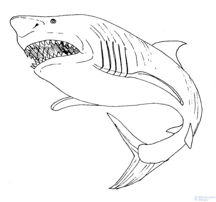 磊【+2250】Fáciles Dibujos De Tiburones Para Dibujar ⚡️ pour Dessin De Requin Facile