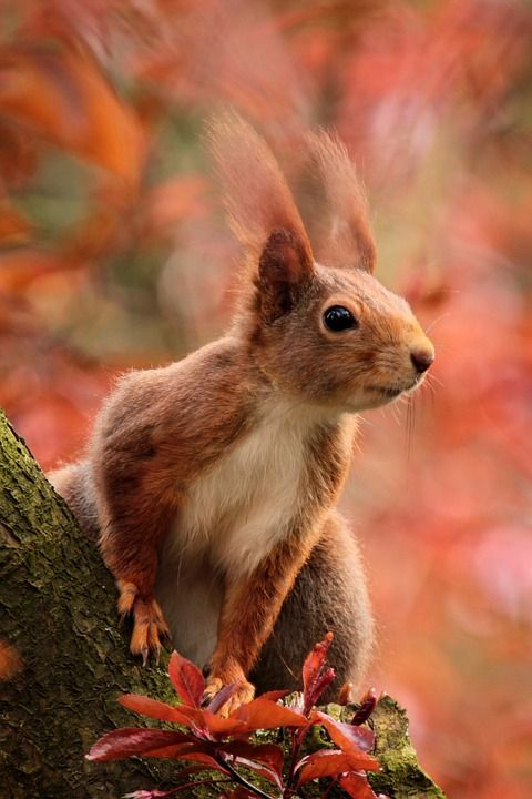 Ecureuil – Recherche Google | Animals, Cute Squirrel pour Tierbilder Kostenlos