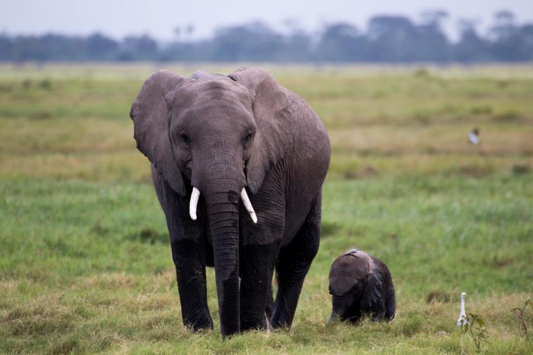 Elefant – Kostenlose Tierbilder concernant Tierbilder Kostenlos