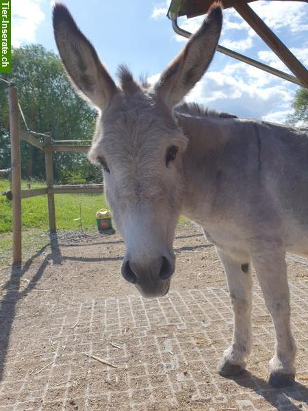 Esel – Herzensbrecher Sucht Dich In Weiningen Zh destiné Unterhaltskosten Pferd