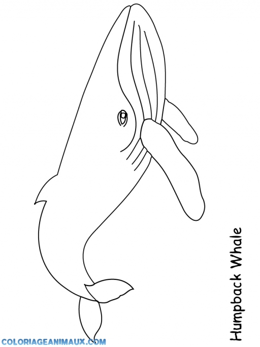 🎨Coloriage Grosse Baleine À Imprimer pour Coloriage Baleine Licorne