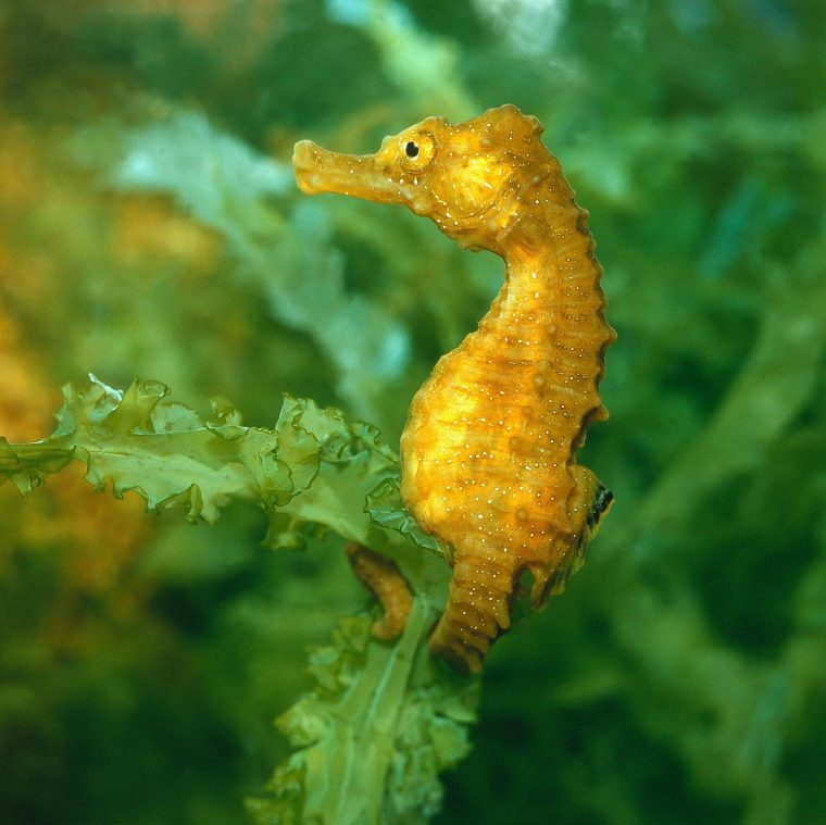 Fakten Über Säugetiere, Fische, Vögel & Co.: Dieses Tier avec Sind Seepferdchen Fische