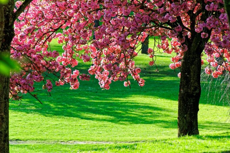 Fond D'Écran Gratuit Paysage Printemps • Les Plus Belles intérieur Fond Ecran Gratuit Printemps Animaux