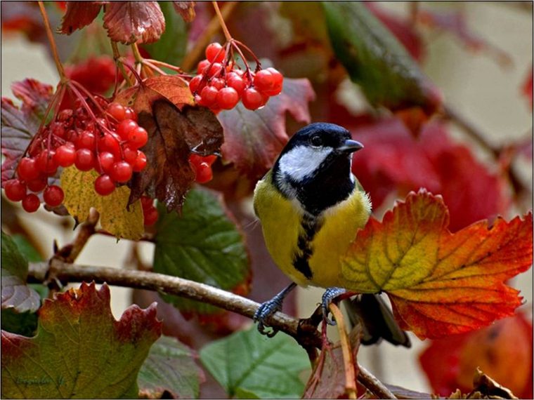 Fond D'Écran Gratuit Printemps Oiseaux – Fonds D'Écran Hd avec Fond Ecran Gratuit Printemps Animaux