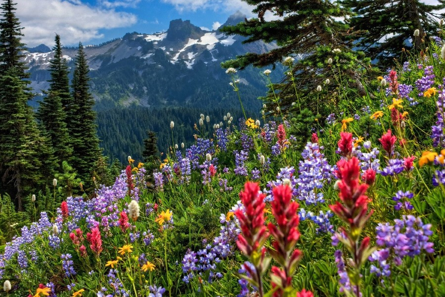 Fond Ecran Gratuit Printemps Paysage - Fonds D'Écran Hd à Fond Ecran Gratuit Printemps Animaux