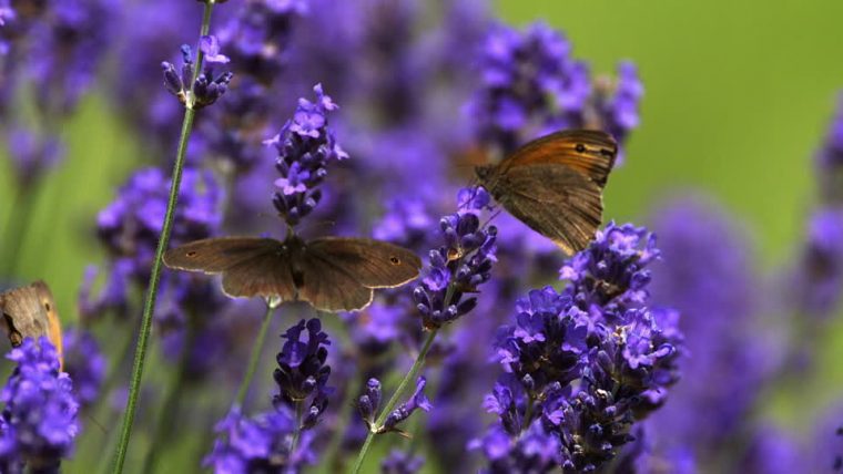 Fond Ecran Printemps Fleurs – Fonds D'Écran Hd serapportantà Fond Ecran Gratuit Printemps Animaux