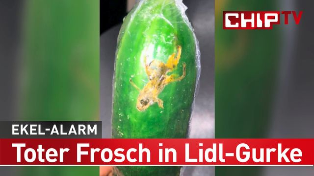 Frösche Essen: Was Sie Darüber Wissen Sollten | Focus.de concernant Unterschied Frosch Und Kröte