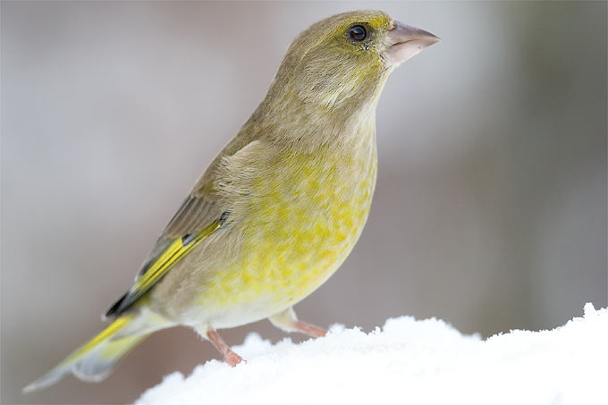 Gärtnern Für Die Vögel – Nabu pour Einheimische Vögel Im Winter