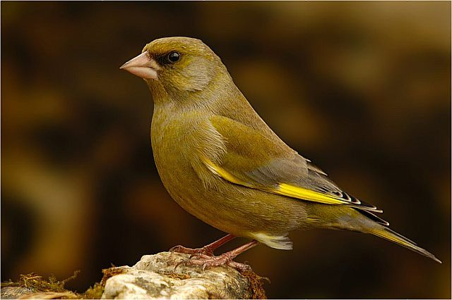 Grünfink / Grünling – 36Kb | Vogelarten, Heimische Vögel tout Einheimische Vögel Im Winter