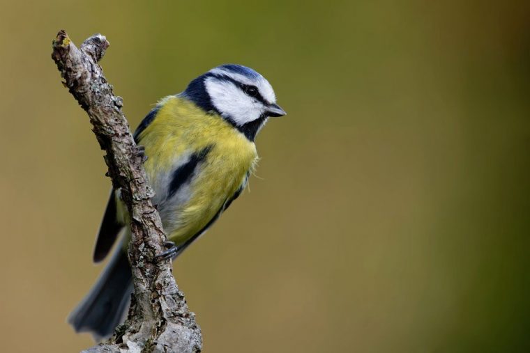 Heimische Vögel Im Garten Erkennen – So Lassen Sie Sich à Einheimische Vögel Im Winter