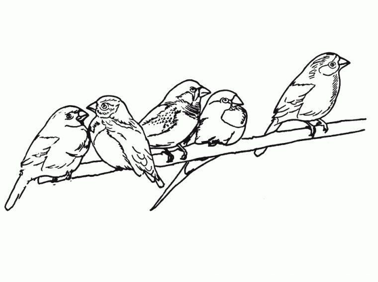 Imprimer Coloriages Oiseau Gratuit intérieur Oiseau À Colorier