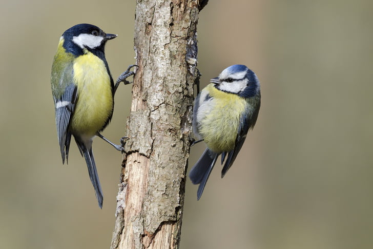 Kohlmeise | Alle S Im Steckbrief | Herz-Fuer-Tiere.de tout Die Blaumeise Steckbrief