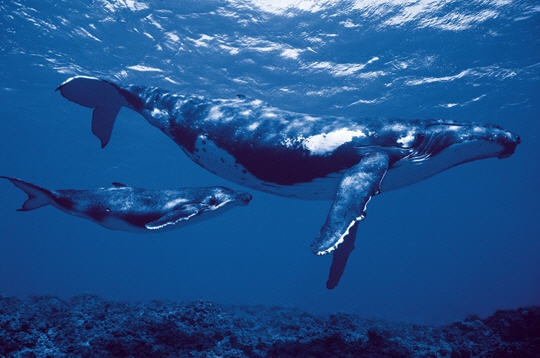 La Baleine A Bosse concernant La Baleine Bleue Cherche De L Eau