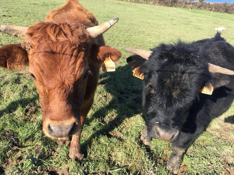 La Ferme Du Jardin, Conservatoire Des Animaux Normands In pour Animaux De La Ferme