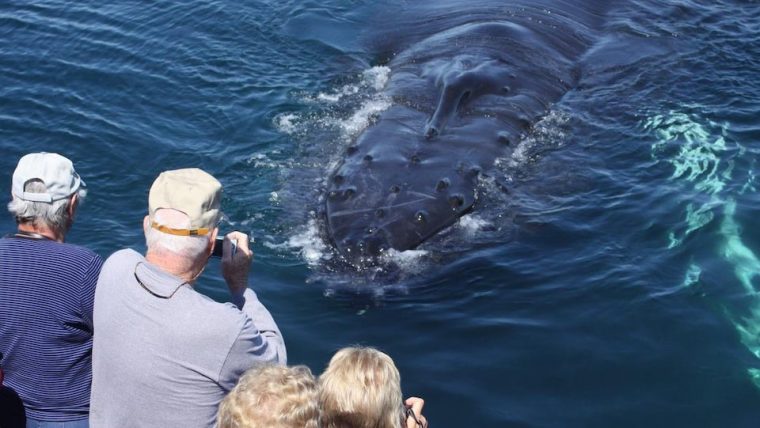 La Mort D'Une Baleine Enserrée Dans Des Cordages Dans La dedans La Baleine Bleue Cherche De L Eau