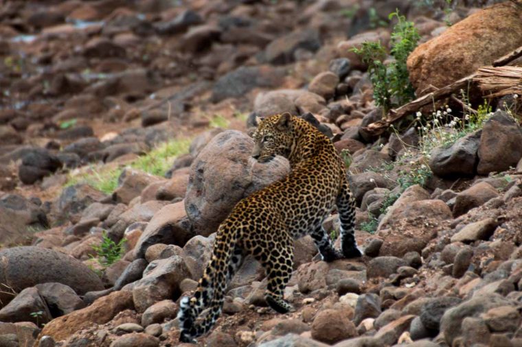 Leopard – Kostenlose Tierbilder destiné Tierbilder Kostenlos