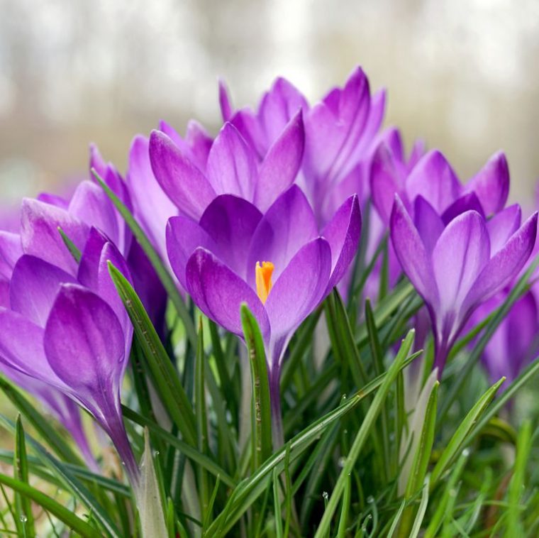 Les 11 Fleurs Et Arbustes À Planter Dès Le Printemps intérieur Fleurs De Printemps