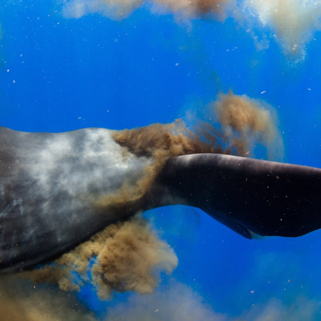 Les 2 Impacts Des Baleines Bleue Sur L'Equilibre De L intérieur La Baleine Bleue Cherche De L Eau