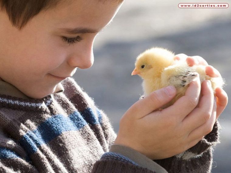 Les Animaux/La Vie De La Ferme / Photos-Images§Bon Aprem! tout Animaux De La Ferme