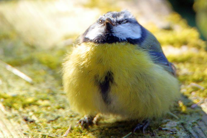 Meldeaktion Zum Meisensterben – Nabu In 2020 | Meise destiné Einheimische Vögel Im Winter