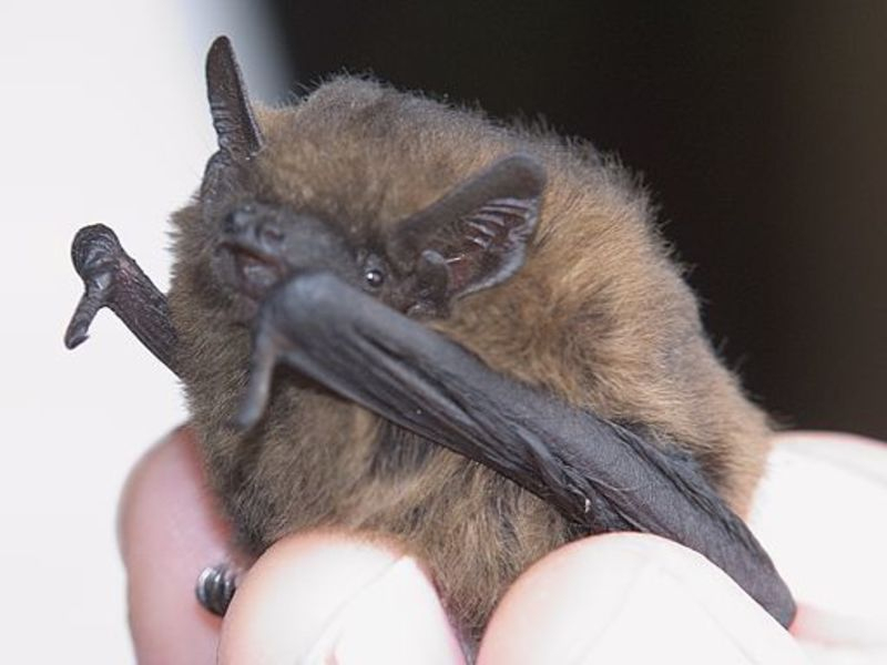 Naturdetektive Für Kinder - .Naturdetektive.de: Fledermäuse dedans