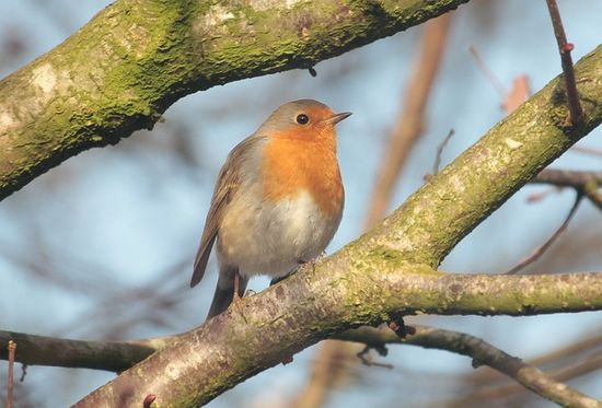 Naturdetektive Für Kinder – .Naturdetektive.de: Vögel avec Einheimische Vögel Im Winter