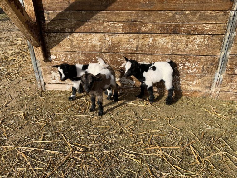 Pierrelatte/La Garde-Adhémar. Découvrez Les Nouveaux-Nés serapportantà Animaux De La Ferme